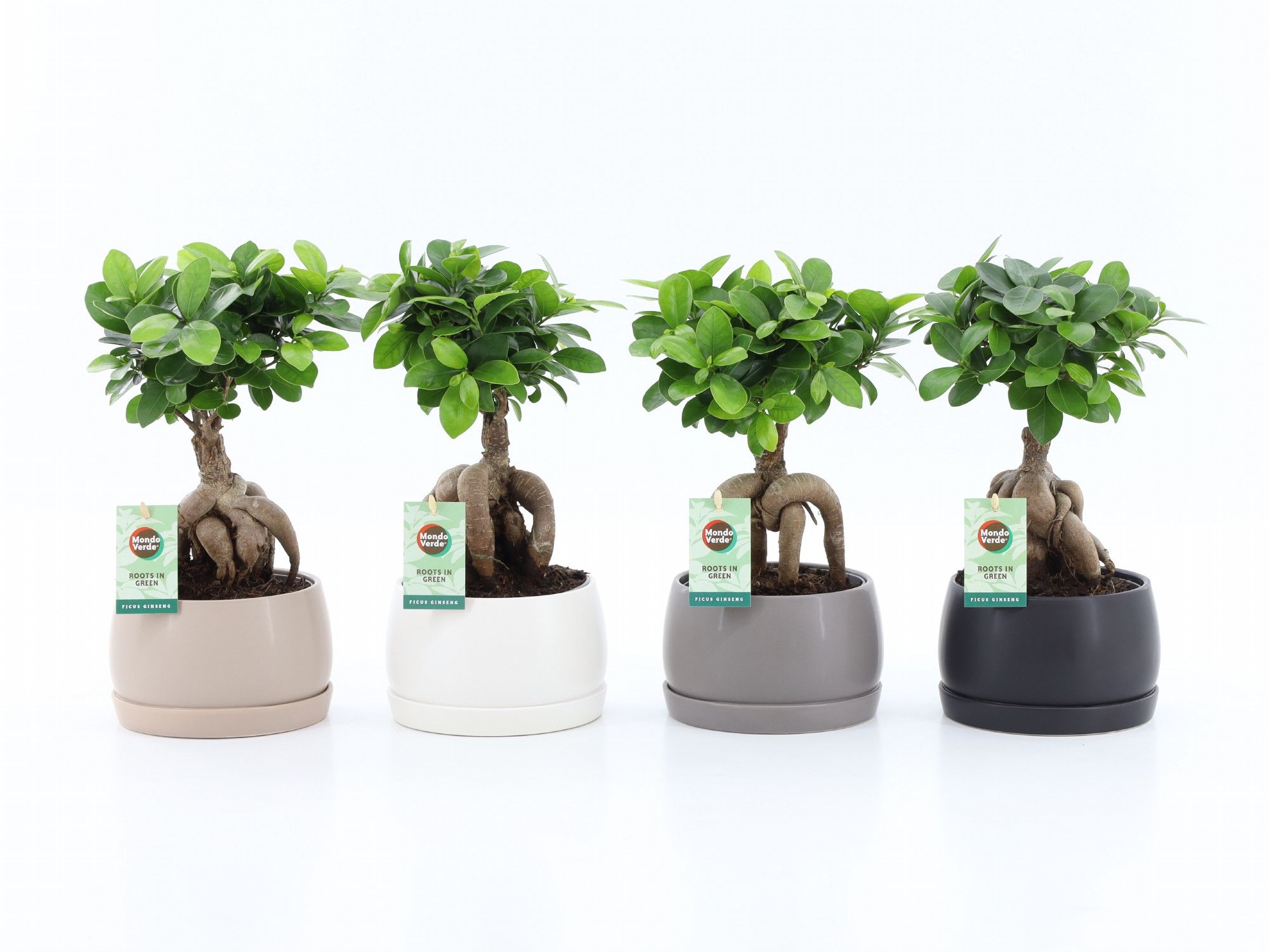 Ficus micr. Ginseng in Shengzi Schalen, D 16