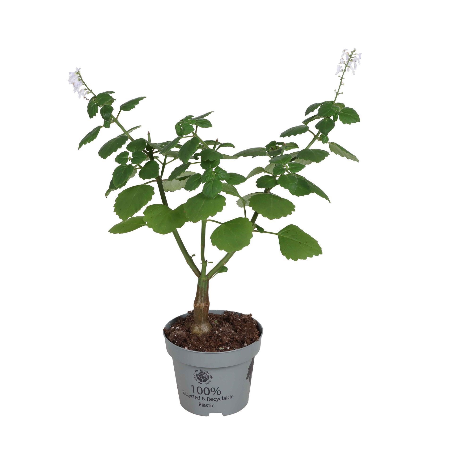 Plectranthus Ernstii Bonsai Mint 12 cm, D 12