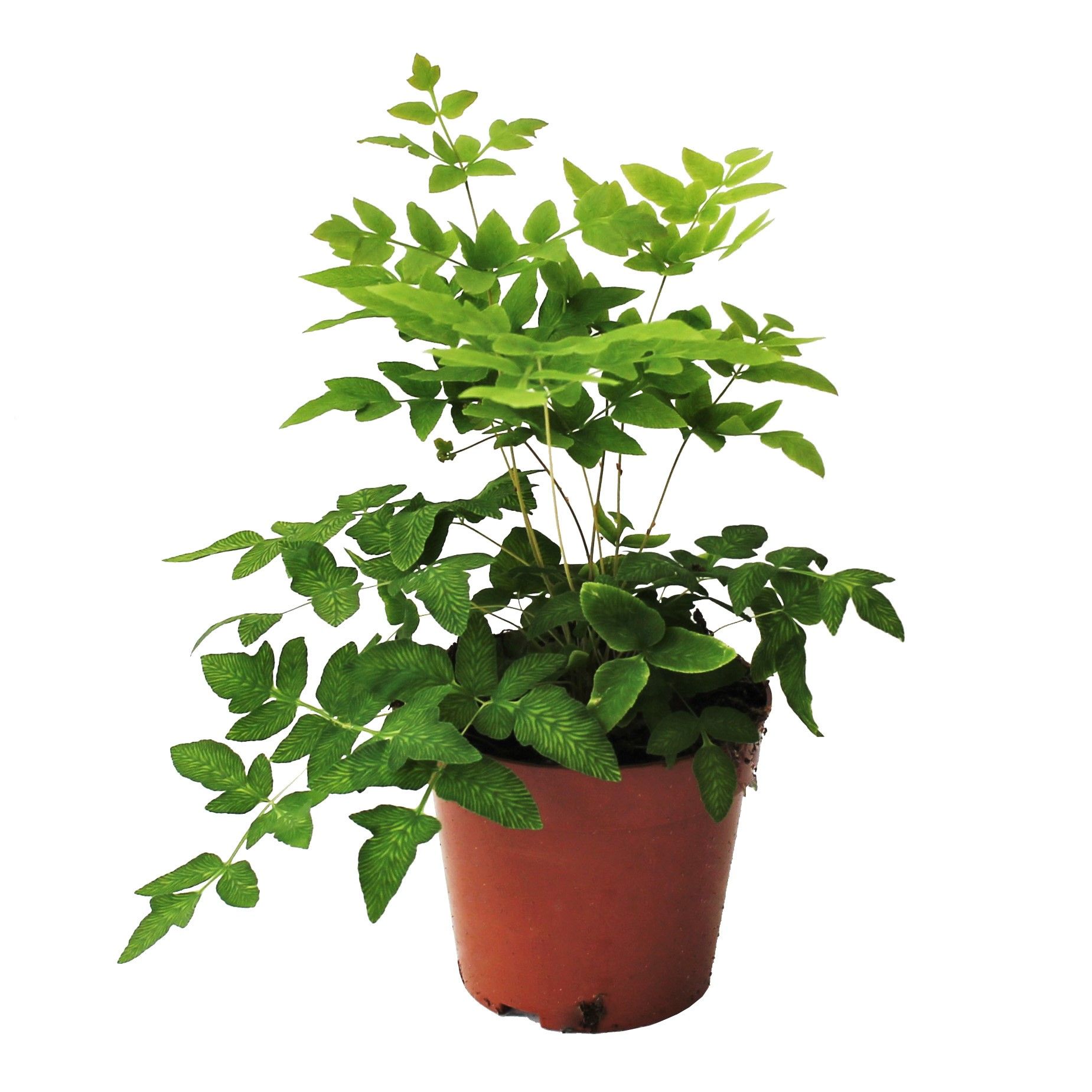 Osmunda Regalis (Winterhard), D 12