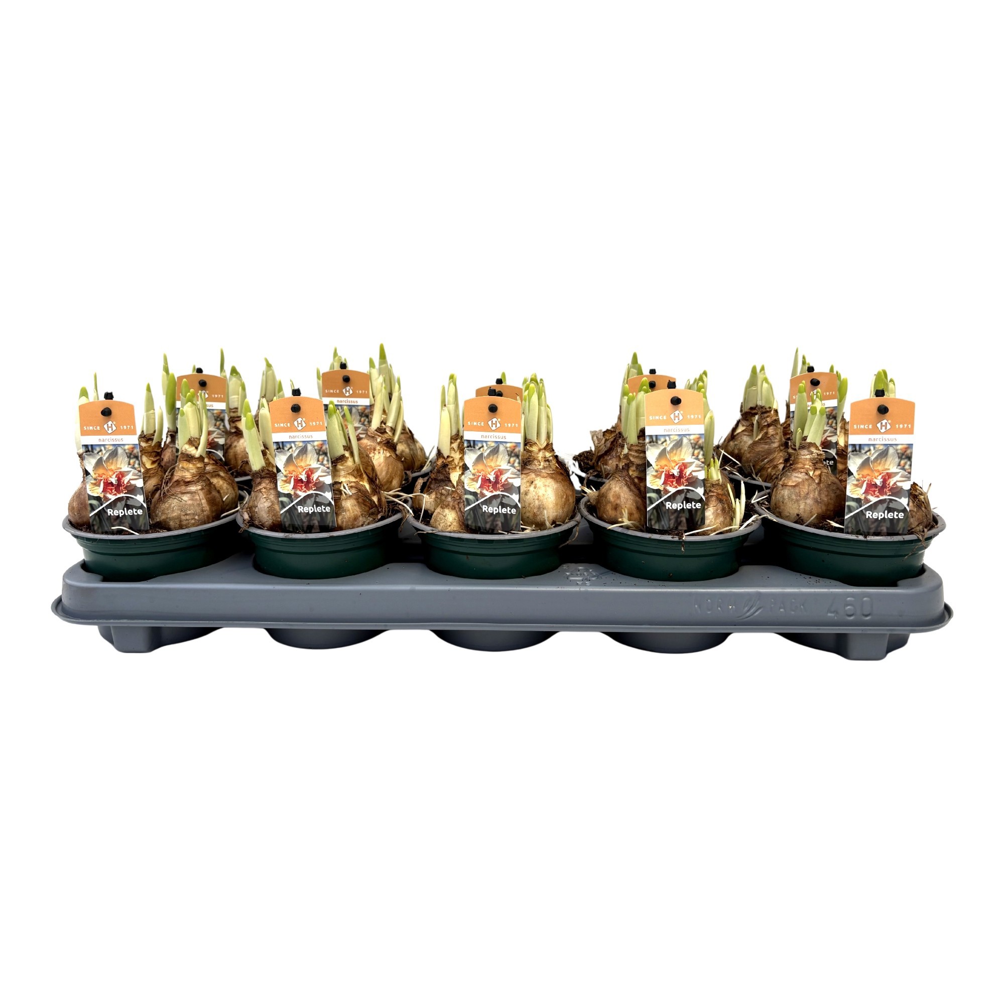 Narcissus Replete wit/oranje grootbloemig dubbel, D 12