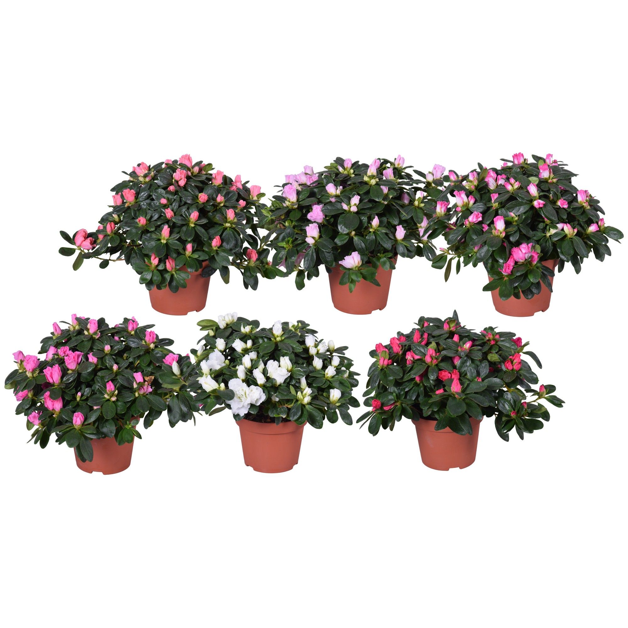 Azalea Vogel gemengd 13cm (RK3), D 13