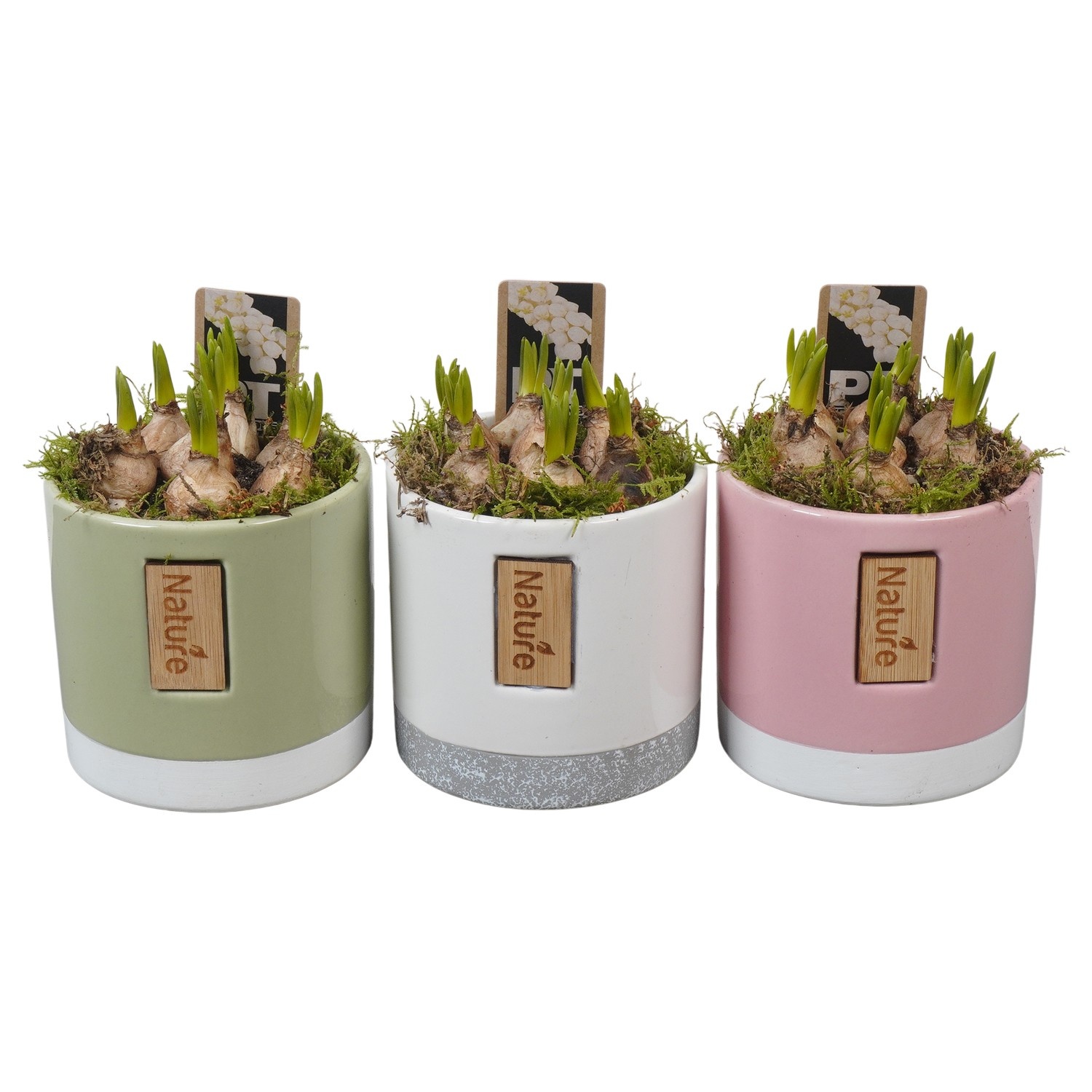 PTWMB8154 Arrangement Muscari White in keramiek pot, D 12