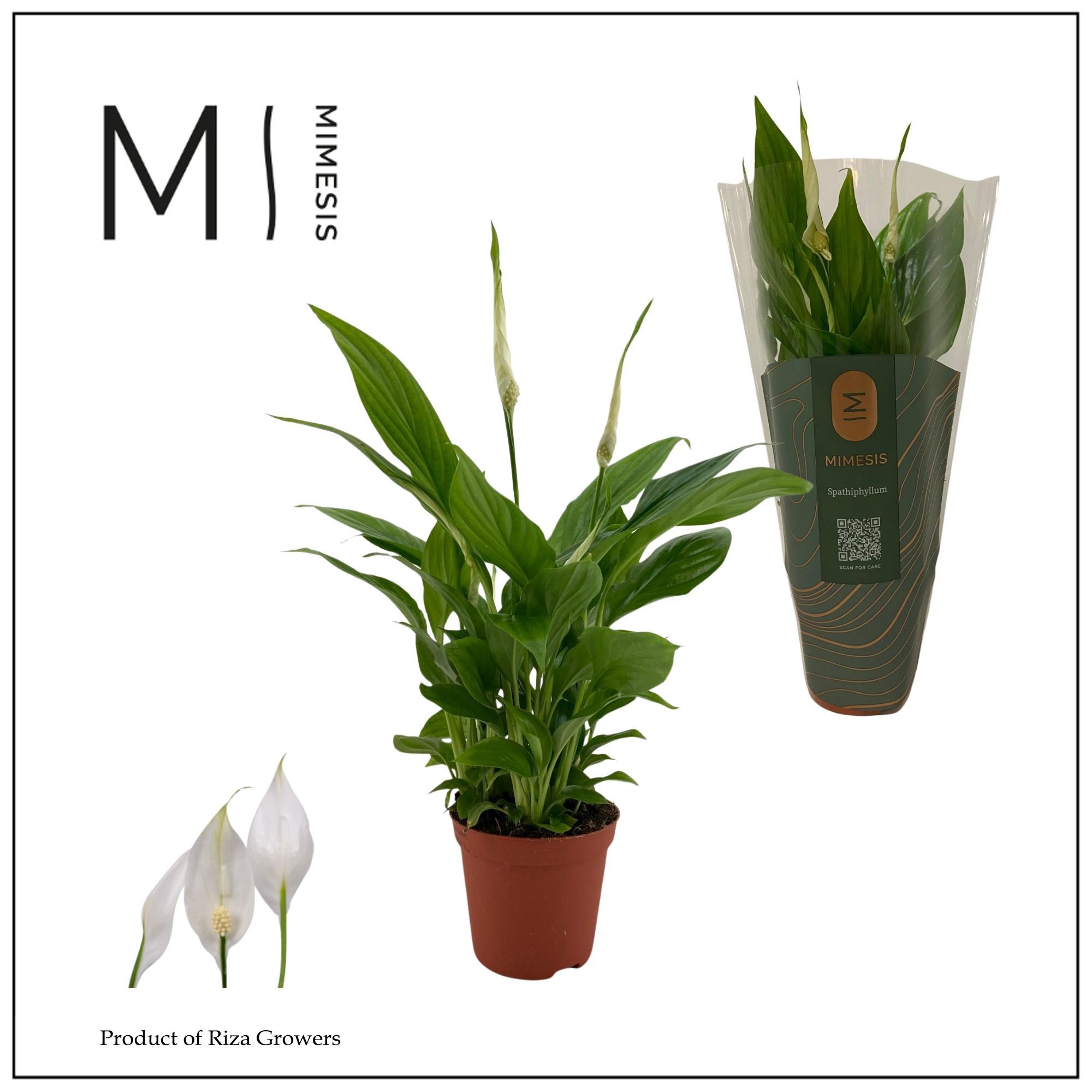 Mimesis Spathiphyllum Chopin - 9 cm, D 9