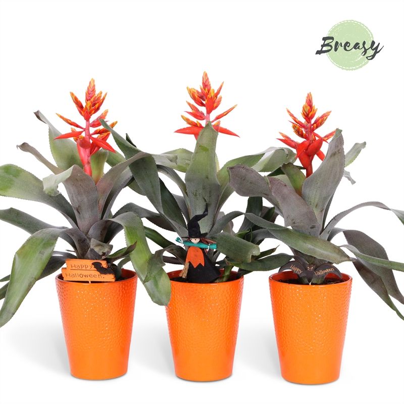 Aechmea Pepita Elegant Flames - 13cm in Florence + deco | Mimesis, D 12
