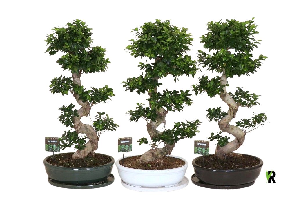 Ficus micr. S-type in keramiek ovaal schaal met schotel gemengd, D 50