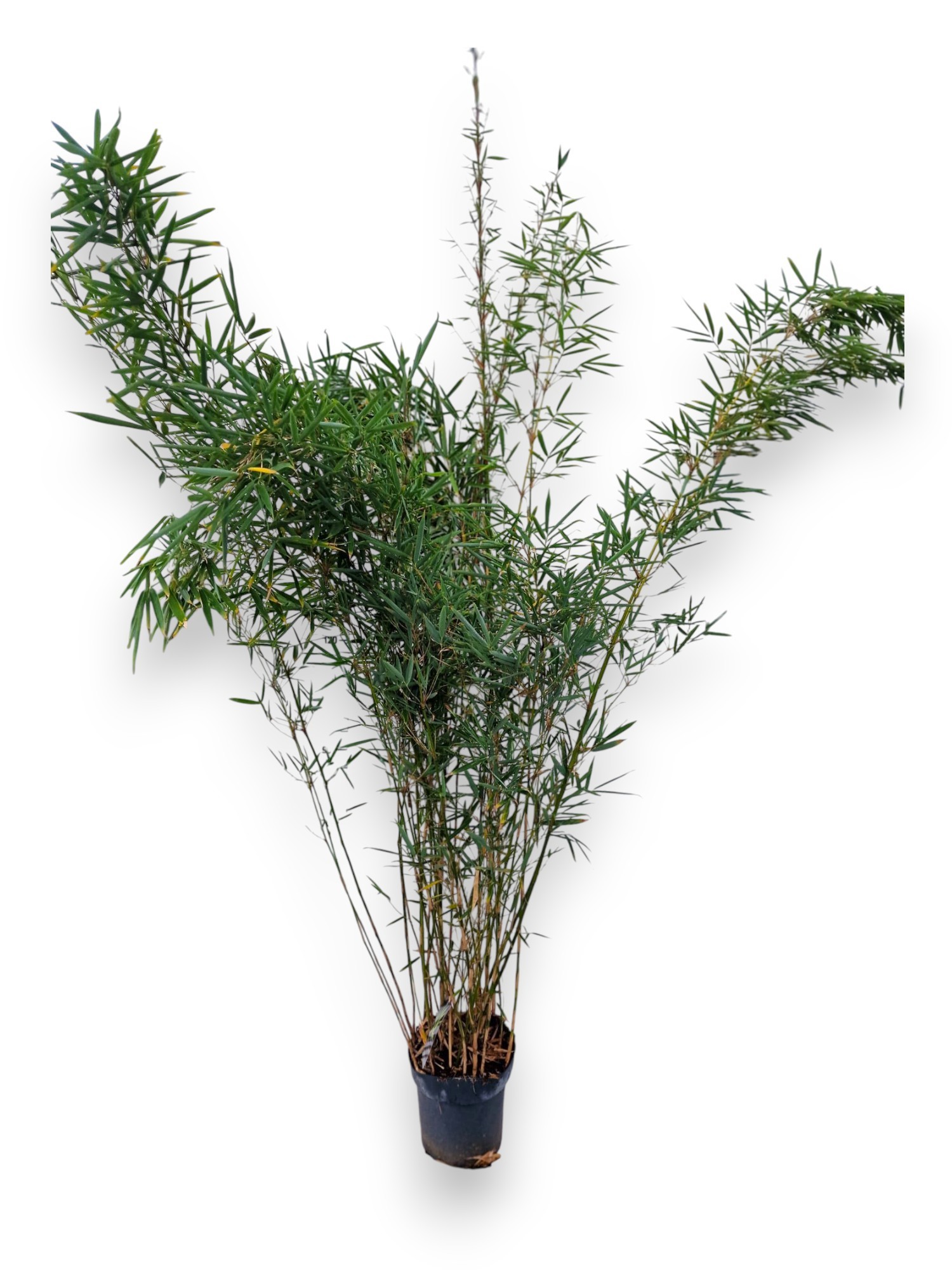 Fargesia robusta 'Campbell' C10/P27 - Niet-woekerende Bamboe, D 27