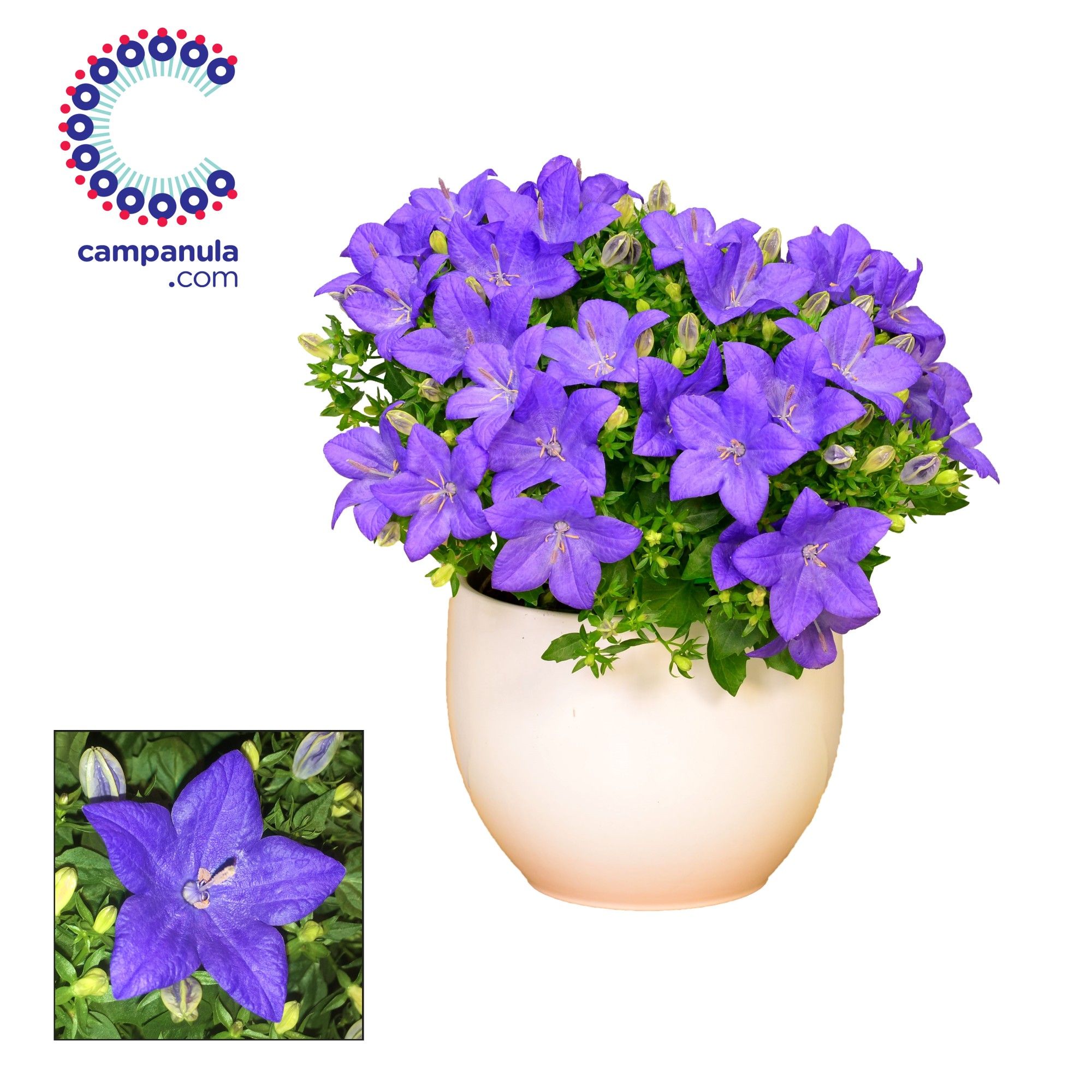 Campanula 'Napoli' Melanie, D 13