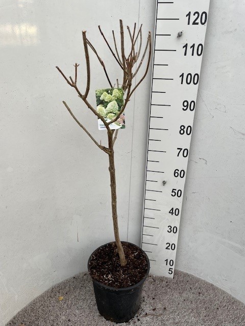 Hydrangea pan. Limelight 60 stam P28 C10, D 28