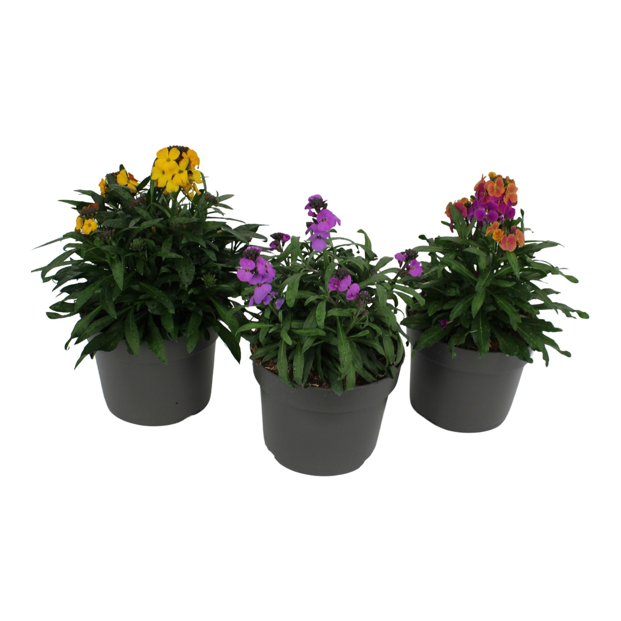 656 SV : Pot 17 Erysimum, D 17