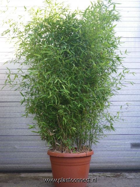 Phyllostachys aurea, D 50