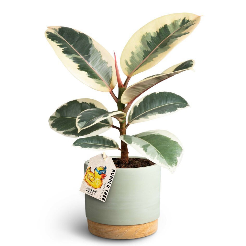 Woodbase Green, Ficus elastica ´Tineke´, D 12