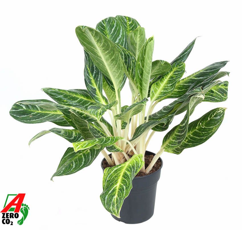 Aglaonema Key Lime, D 24