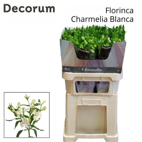 Альстромерия Шармелия Бланк (бел.), шт.