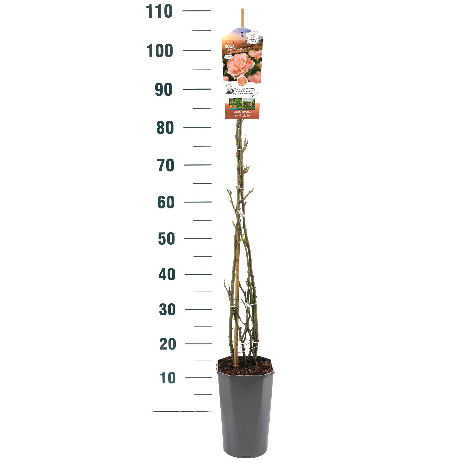 Rosa 'Bonita Renaissance' - Klim - C3rp - Exclusive Collection, D 19