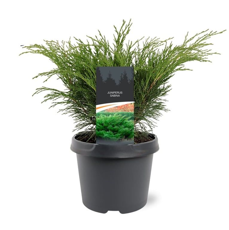 Juniperus sabina, D 19