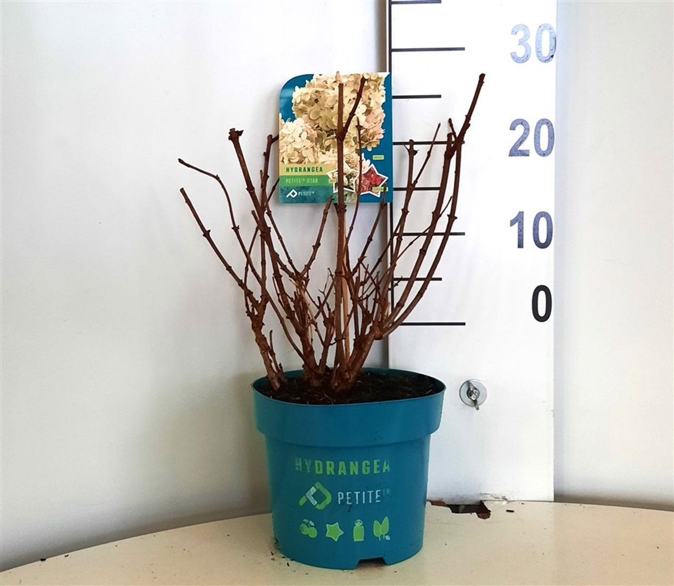 Hydrangea pan. 'Petite Star'®, D 19