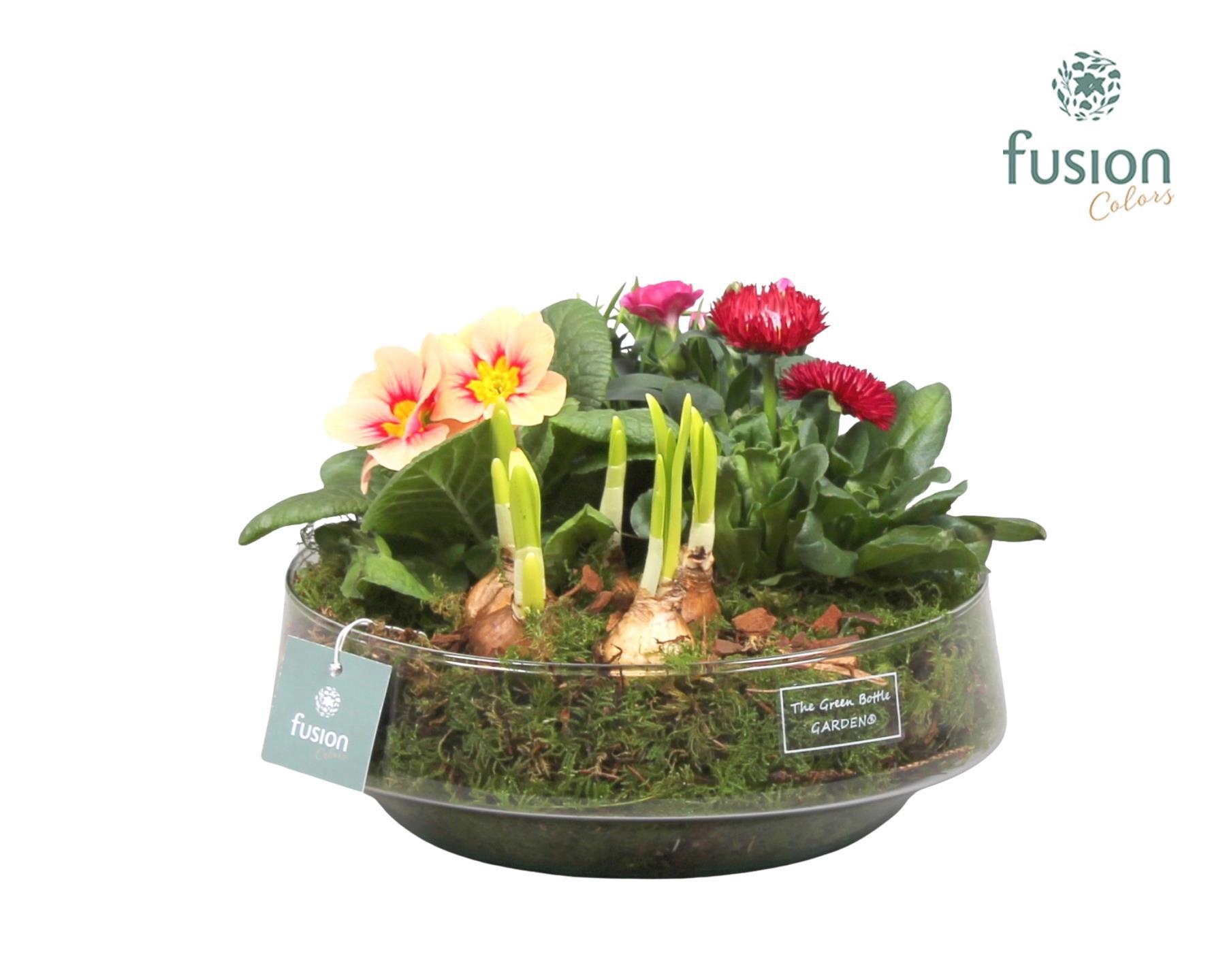 Green Bottle Iris Large Voorjaar met Arrangement, D 24