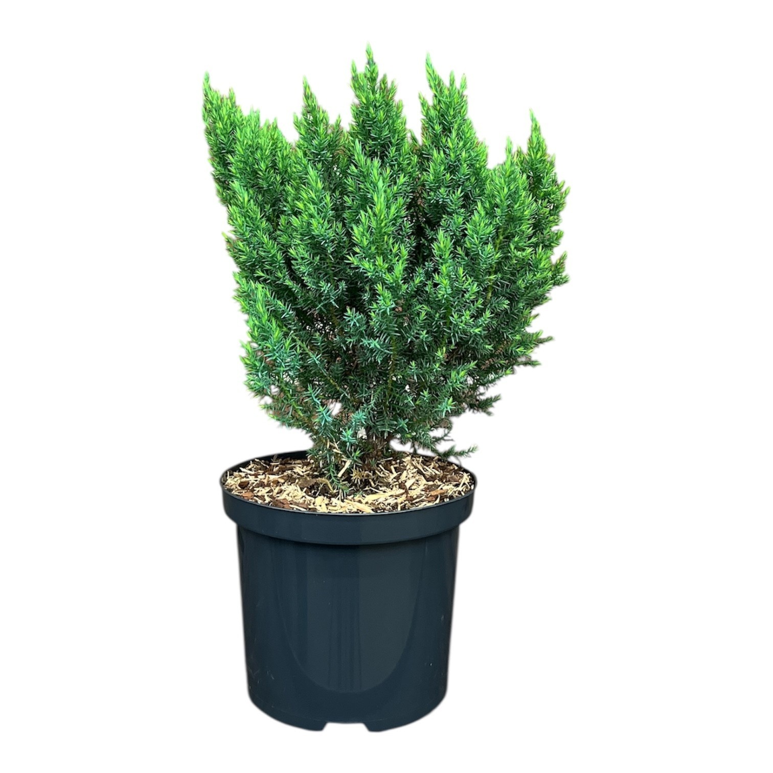 Juniperus x media 'Blue Chiffon', D 18