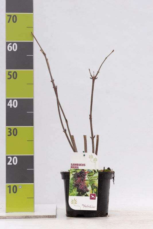 Sambucus nigra C 3, D 19