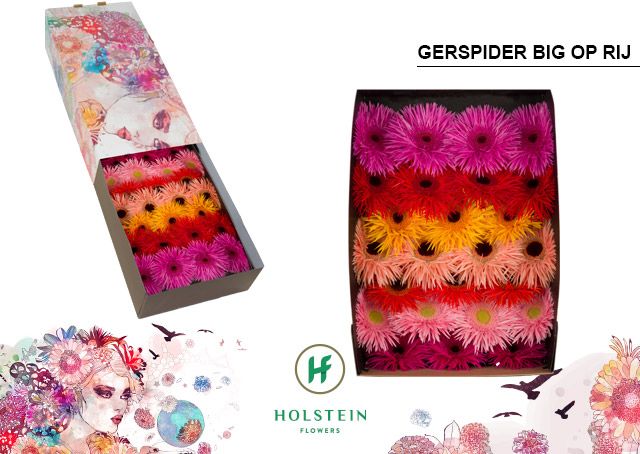 Гербера Спайдер Микс в линию x50, шт.