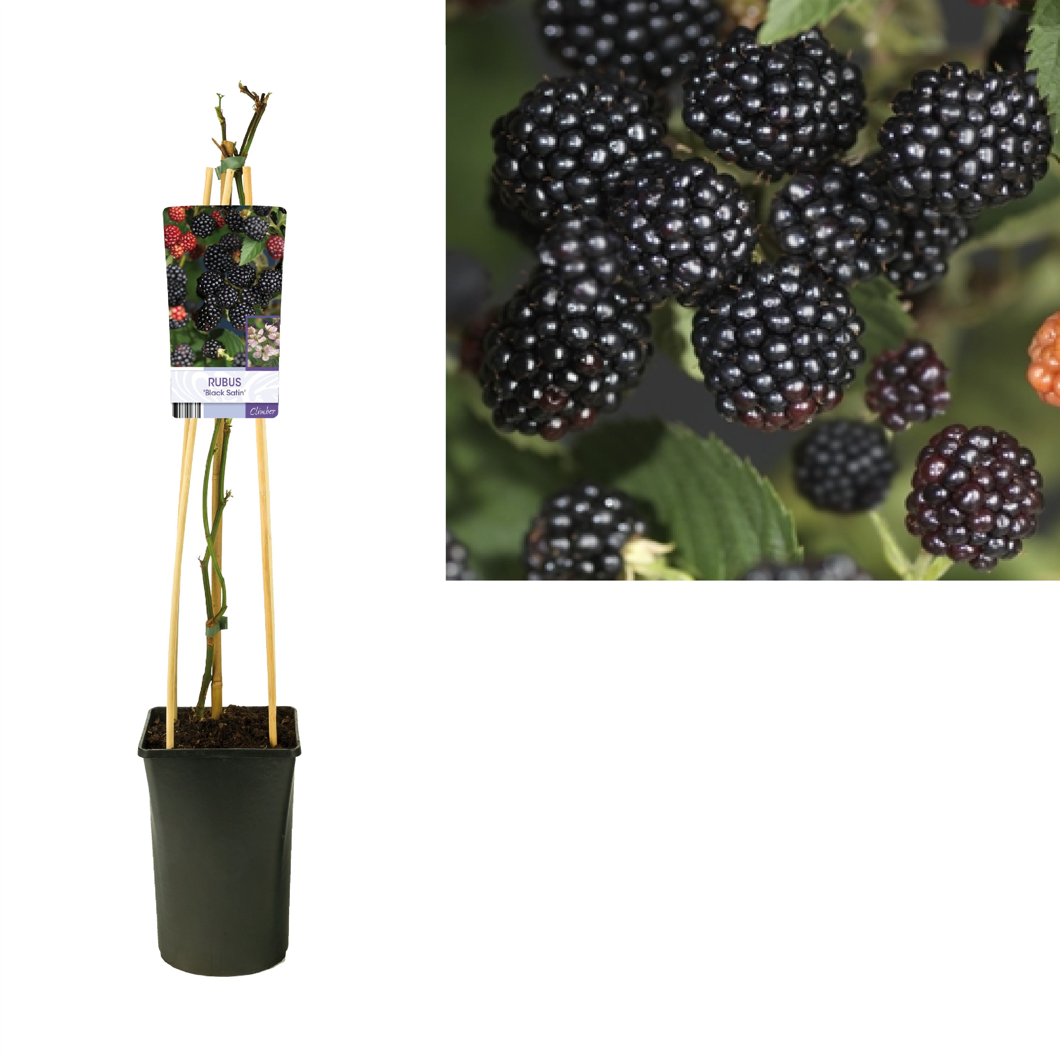 Rubus 'Black Satin' +light label, D 17