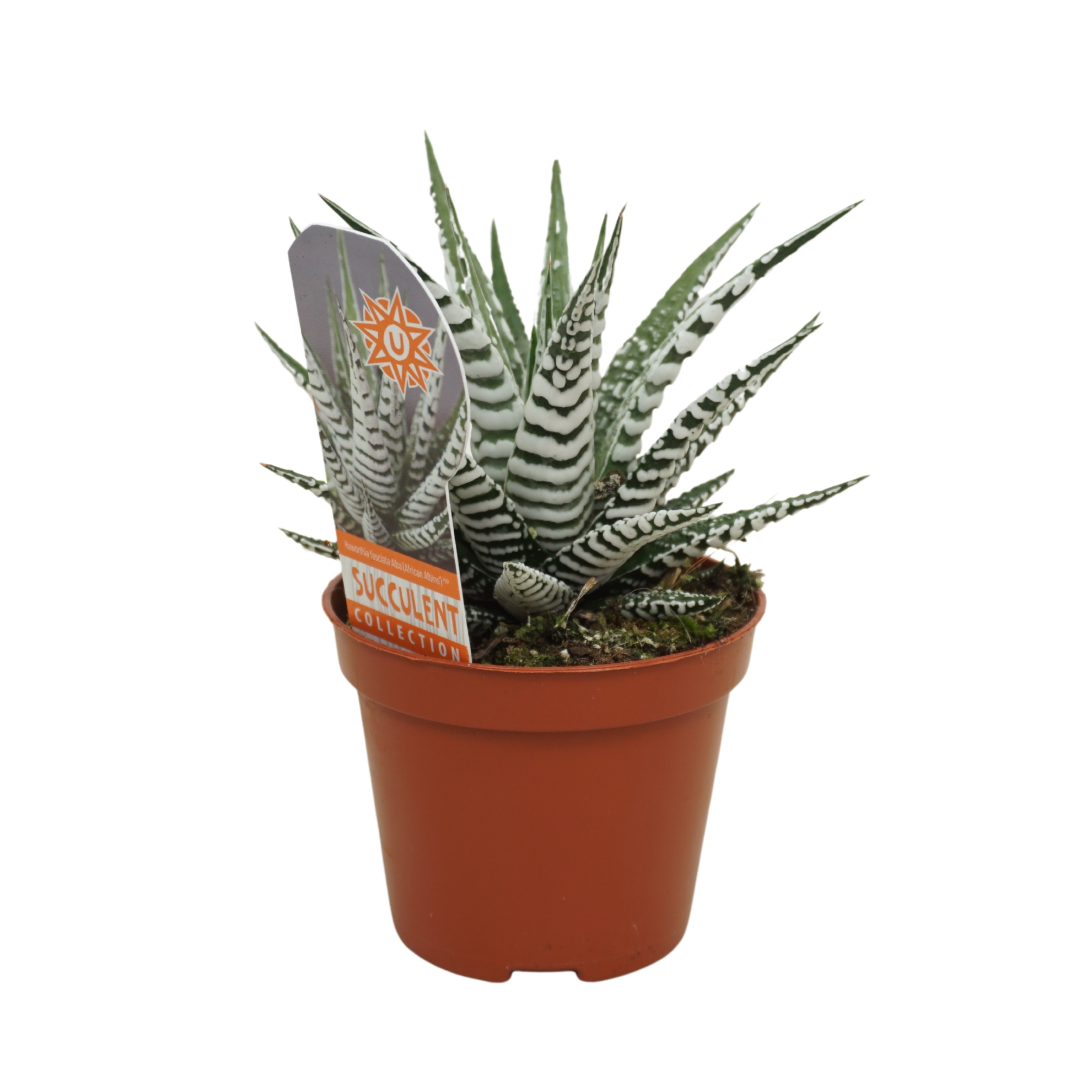 Haworthia fasciata 'Alba' 8,5 cm met etiket, D 8,5