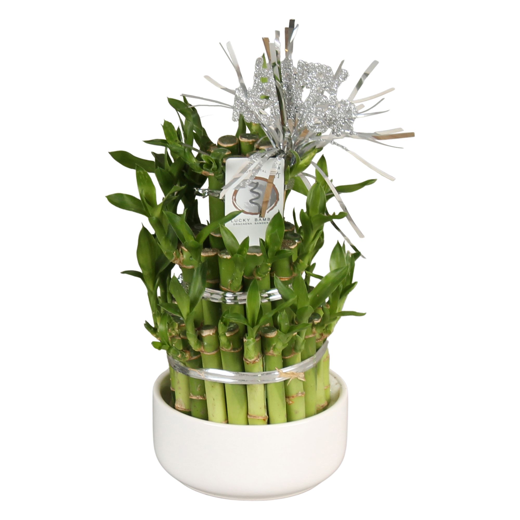 Lucky Bamboo Round 3Big in ø12cm Ceramic White, D 12
