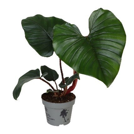 PHILODENDRON SQUAMIFERUM 603912, D 12