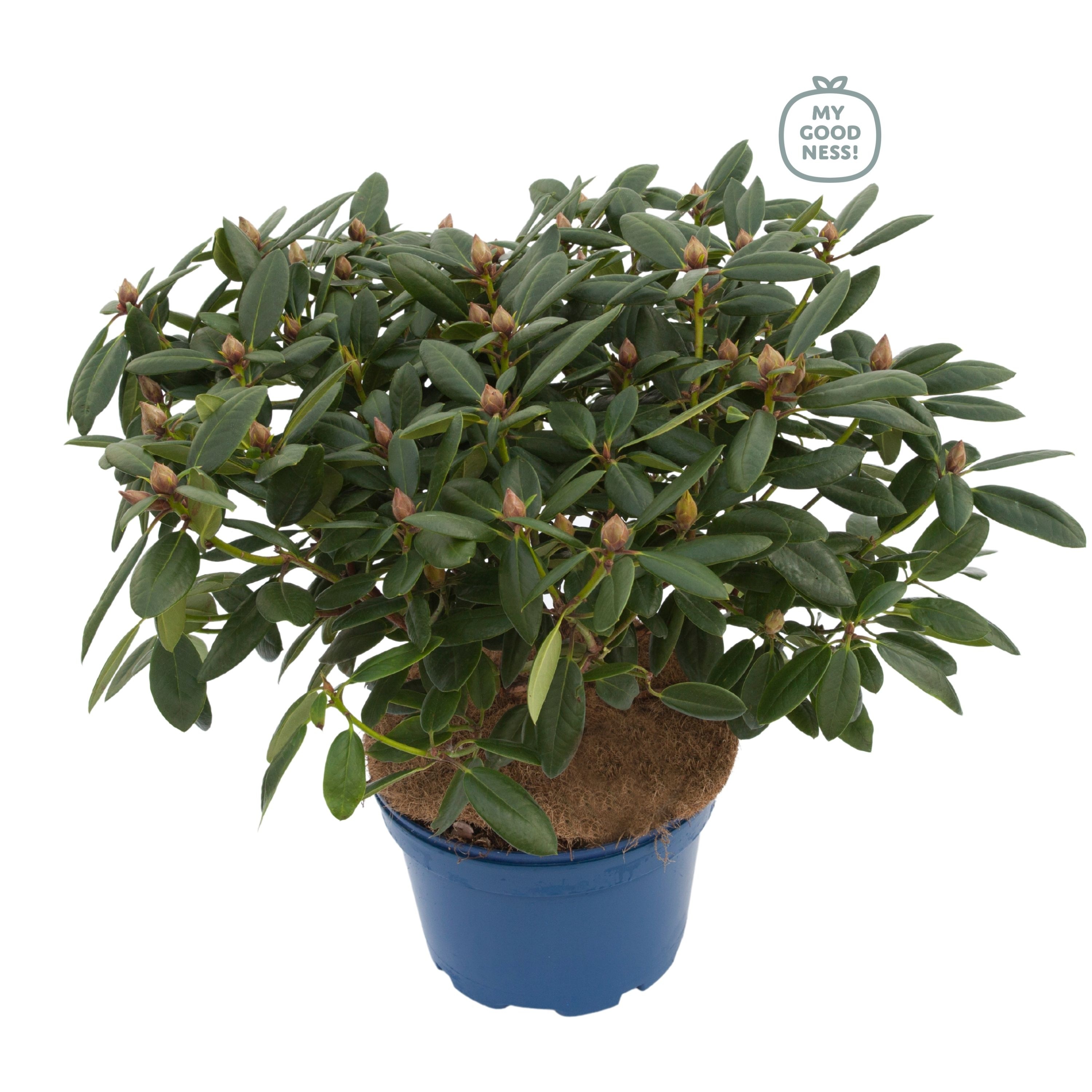Rhododendron 70-80 /15 liter 'Virginia Richard', D 34