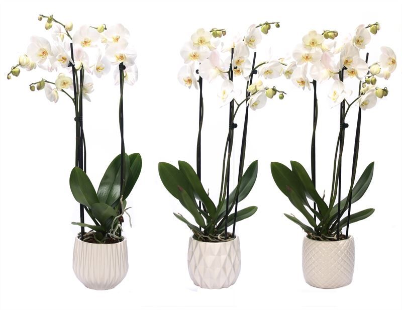 Dolomite p12 White mix Phal white 3T18+, D 12