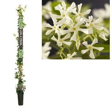 Trachelospermum jasminoides +Long & strong label, D 23
