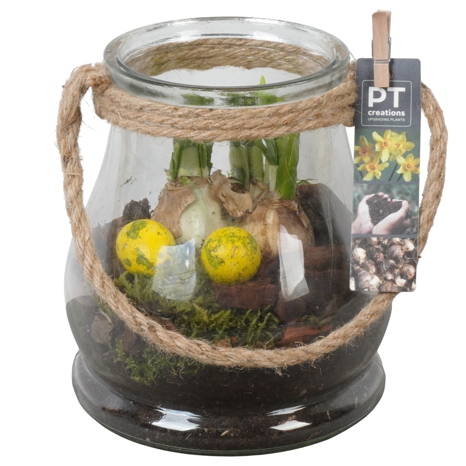 PTNP4522 Arrangement Narcissus Easter in glazen vaas, D 16