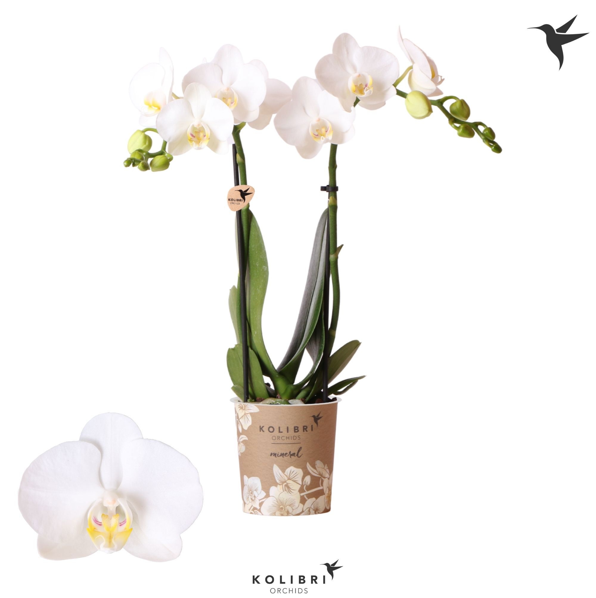 Kolibri Orchids Phalaenopsis Amabilis 2 spike, D 9