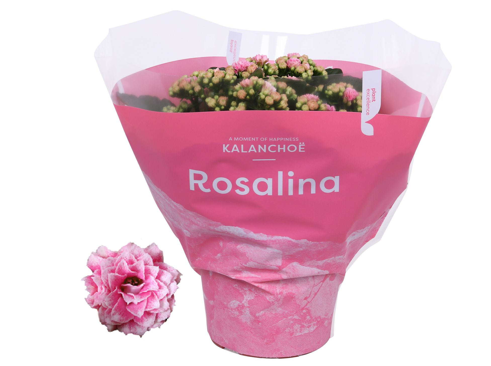 Kalanchoe Rosalina 15cm TST Don Alano, Roze hoes, D 15