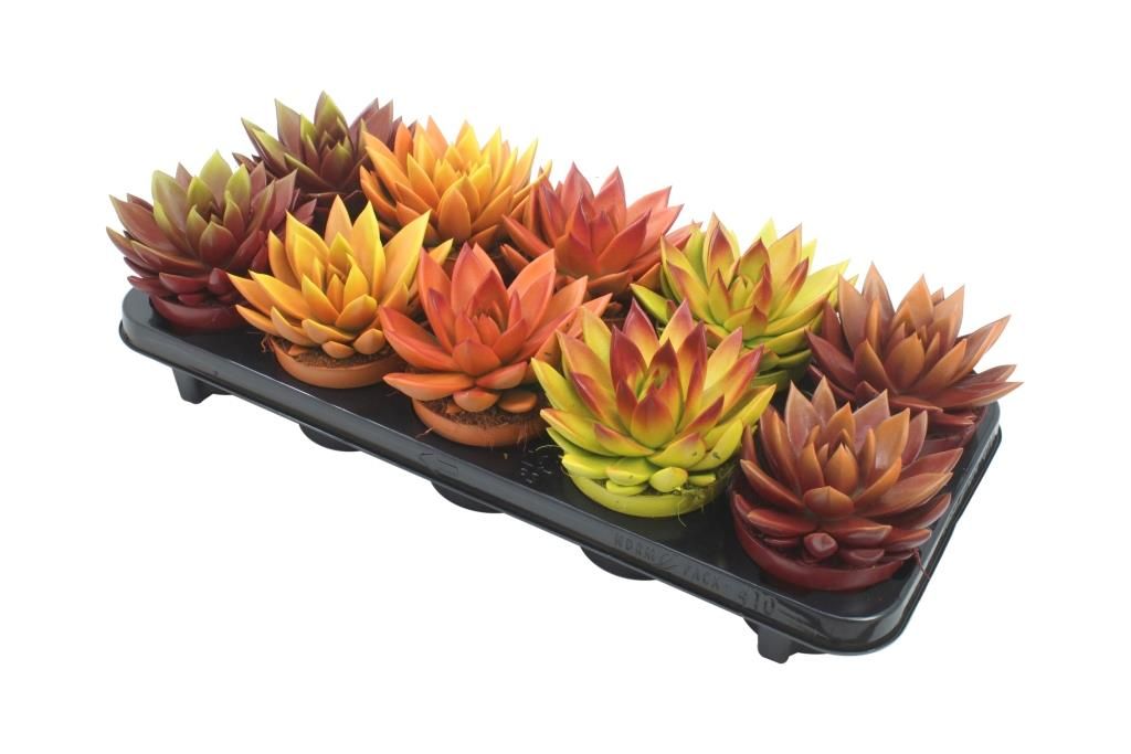 Miranda bicoloured autumn mix, D 10,5