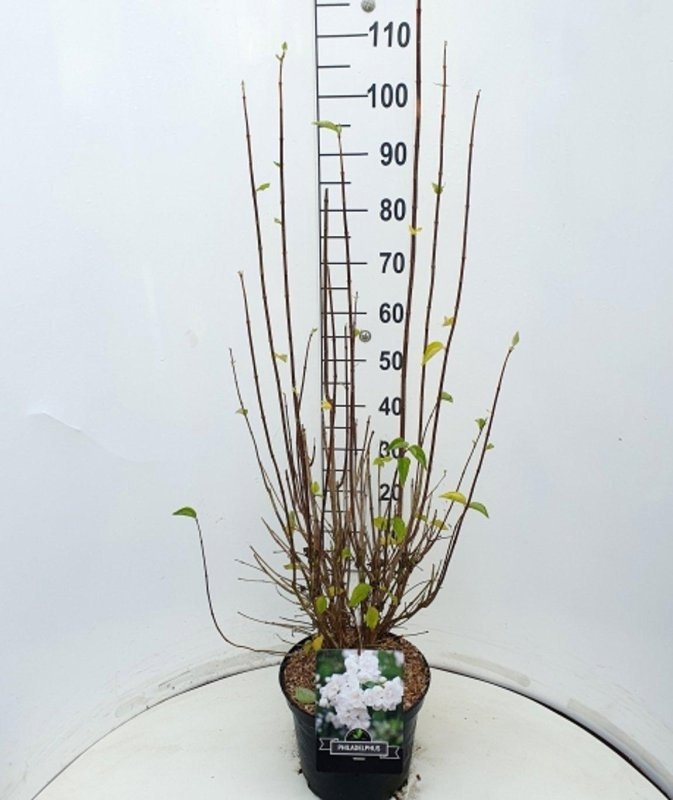 Philadelphus 'Virginal', D 29