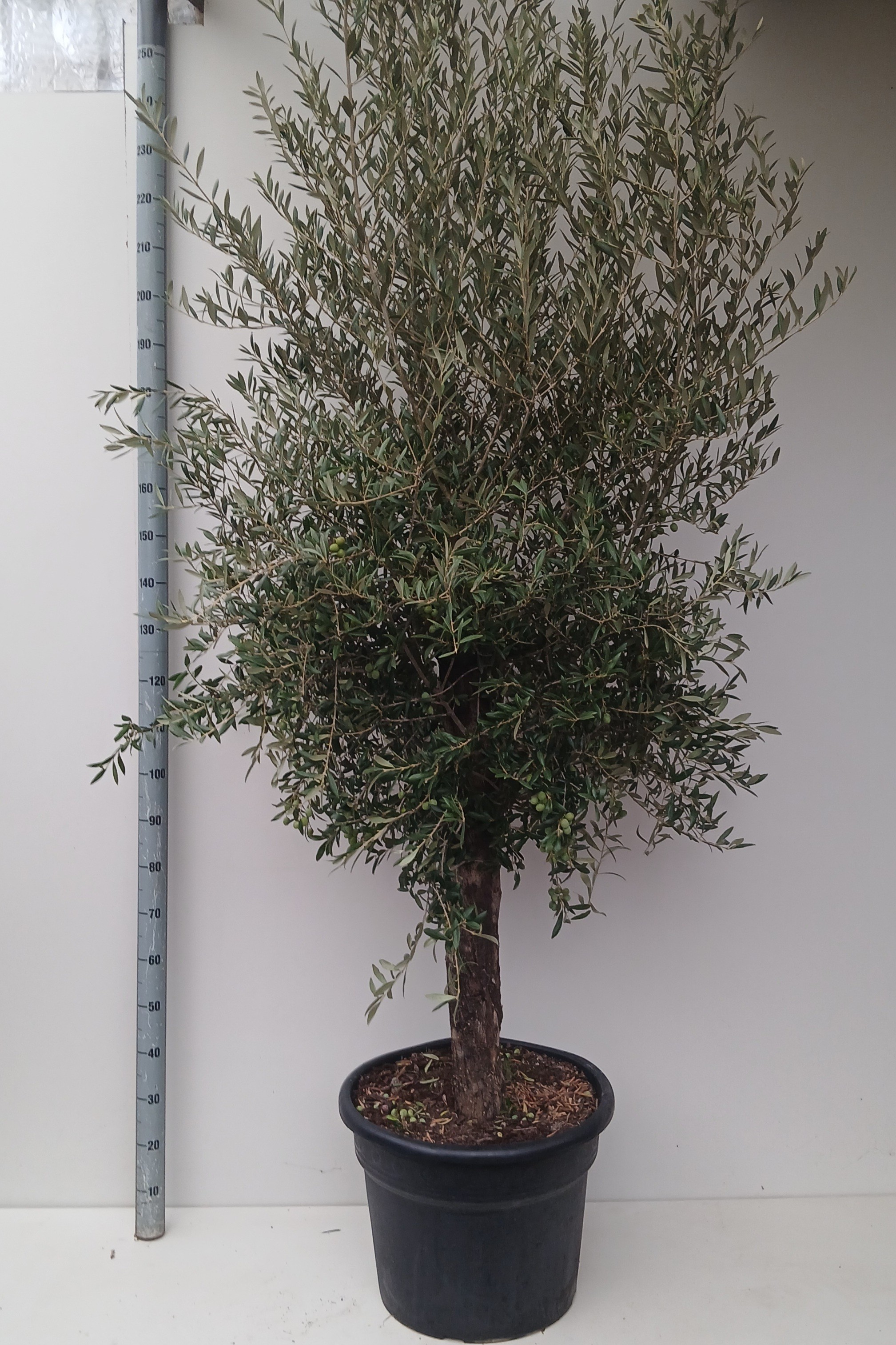 olea europaea, D 40