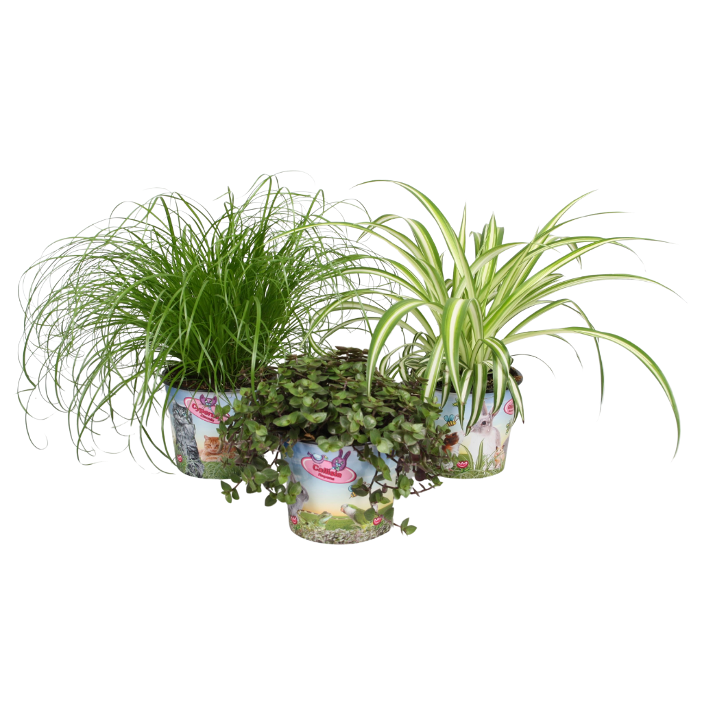 Pet mix 3 soorten in potcover, D 12