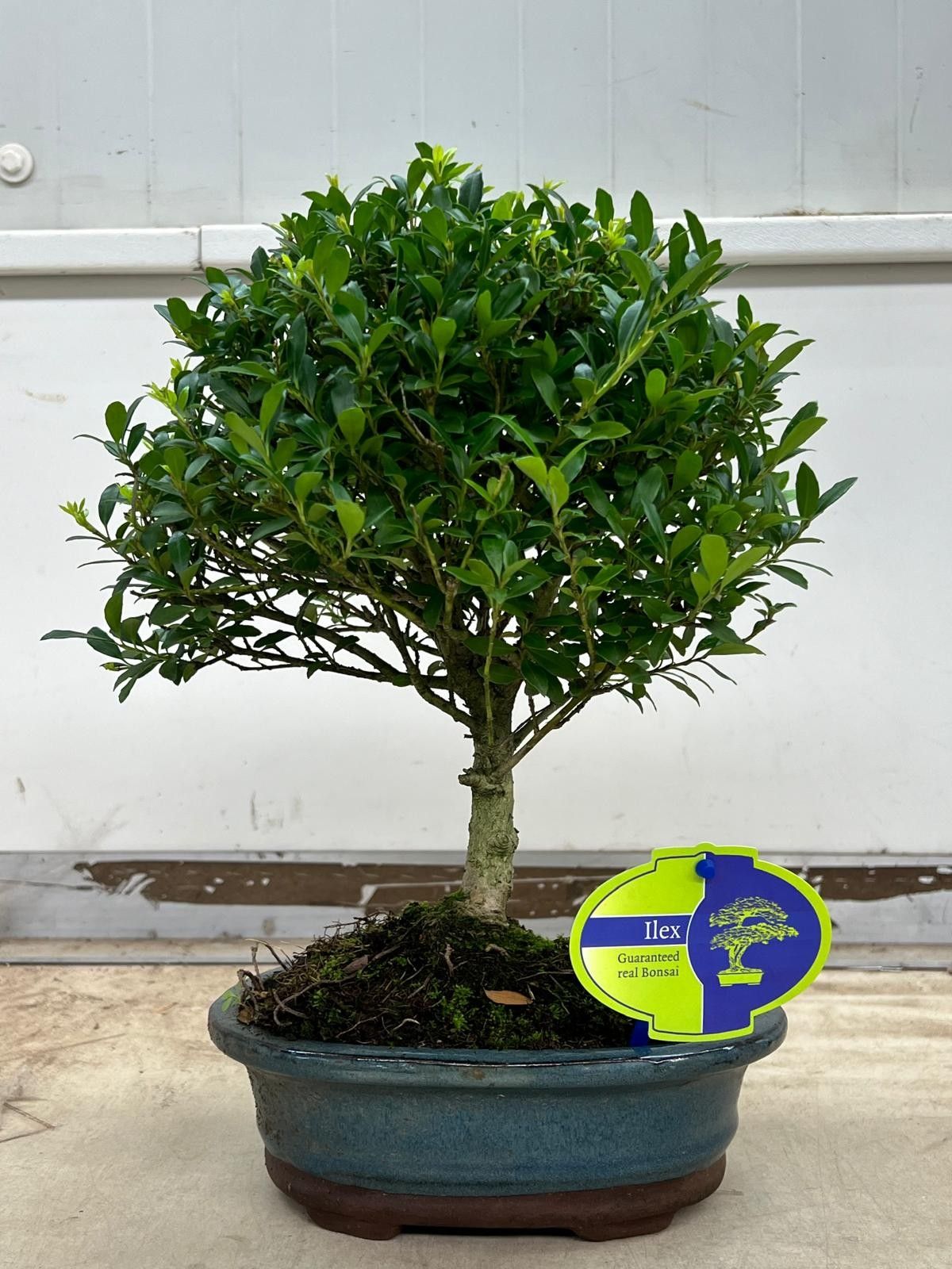 Ilex crenata, 18 cm., broom, without drip tray, D 18