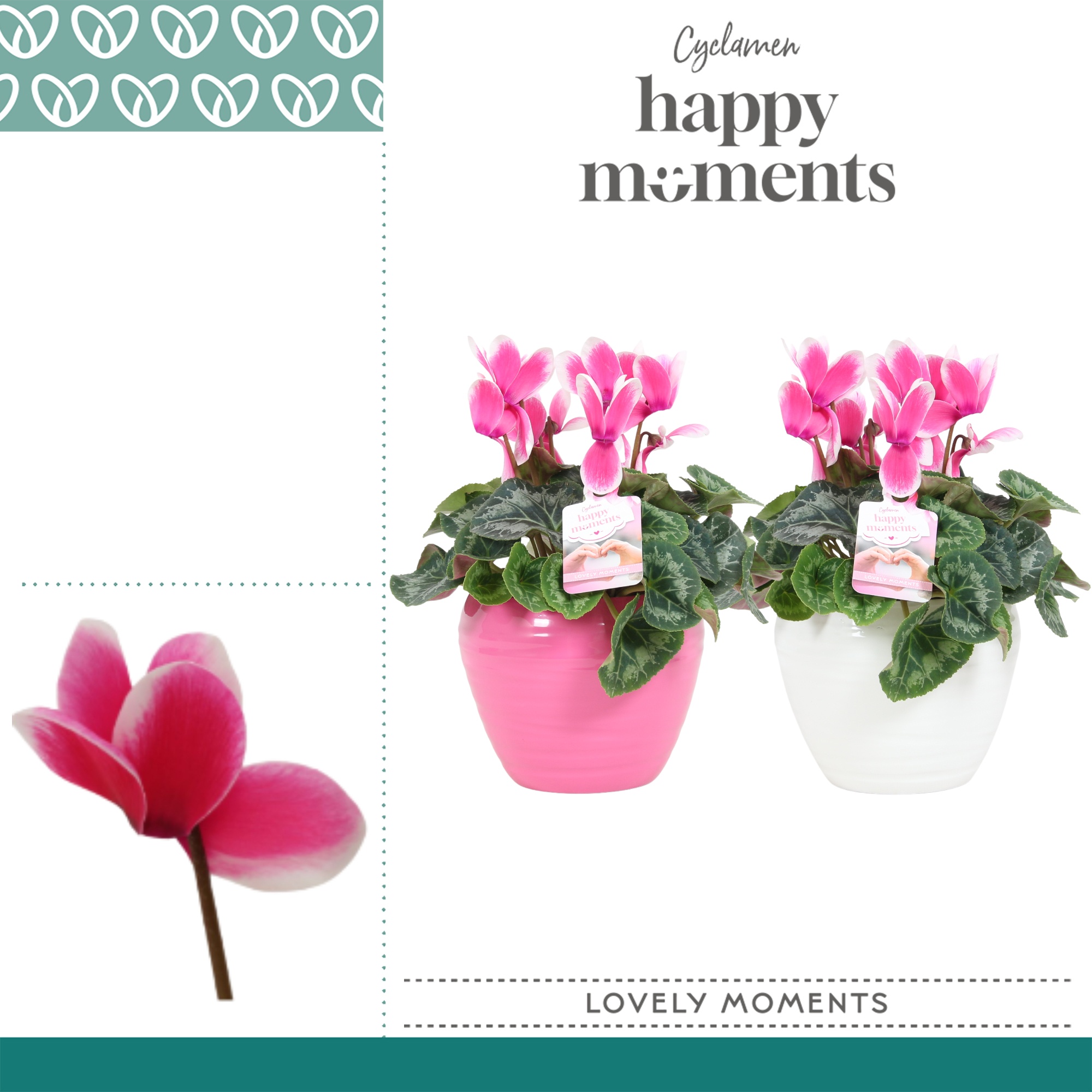 Cyclaam Lovely Moments in Ompot Melanie, D 12