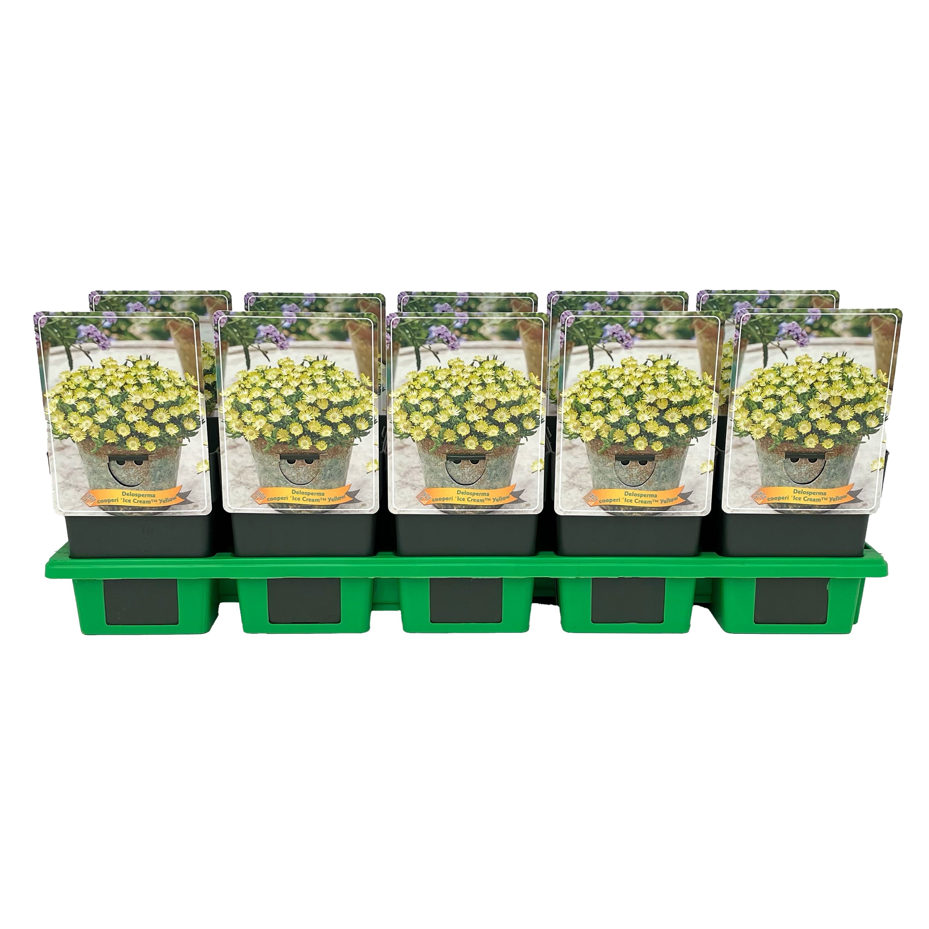 Delosperma cooperi 'Ice Cream™ Yellow' P11, D 11