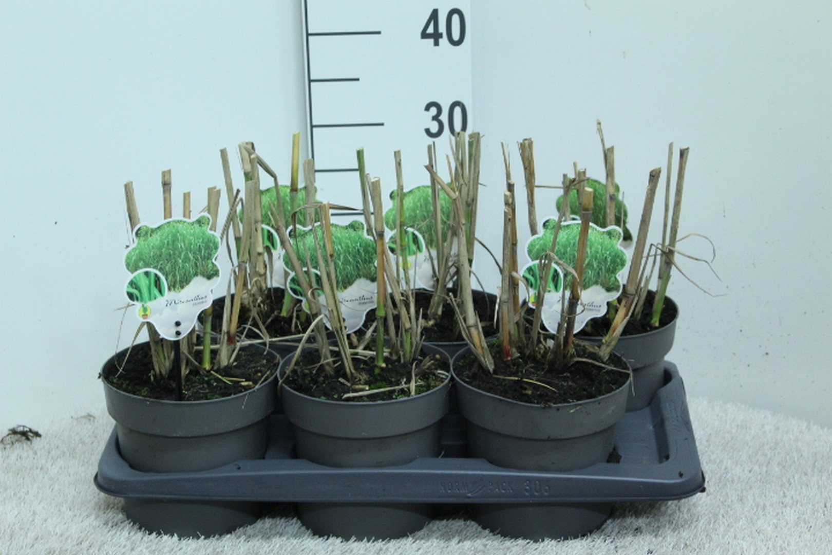 Miscanthus x giganteus P17, D 17