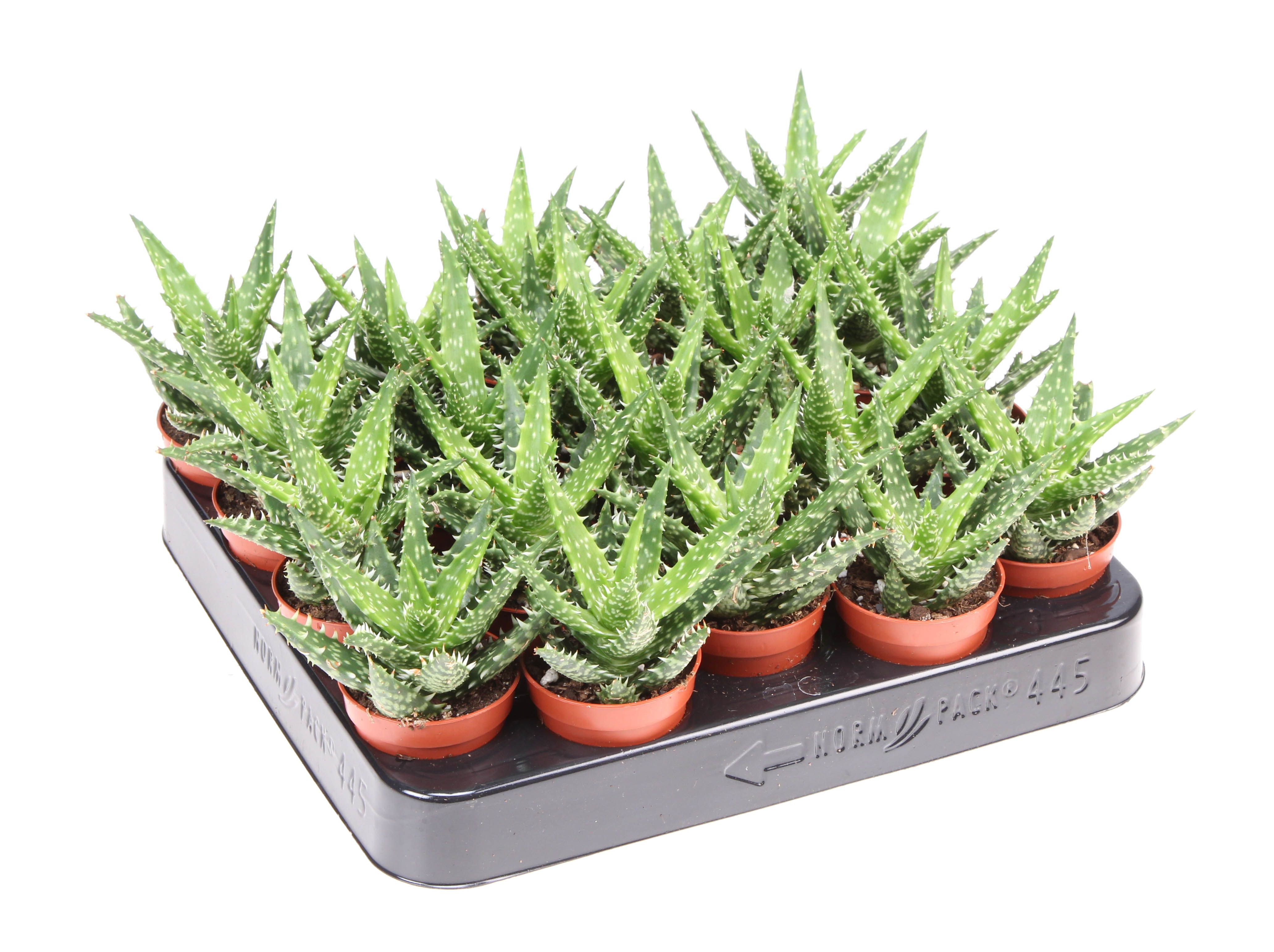 Aloe Squarosa, D 5,5