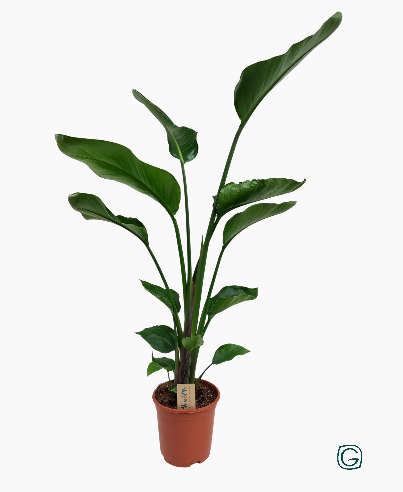 Strelitzia nicolai 2pp p19, D 19