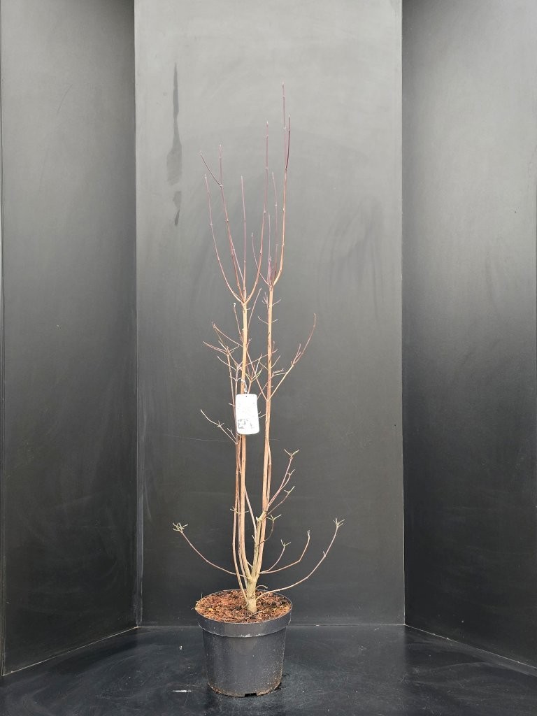 Cornus florida, D 29