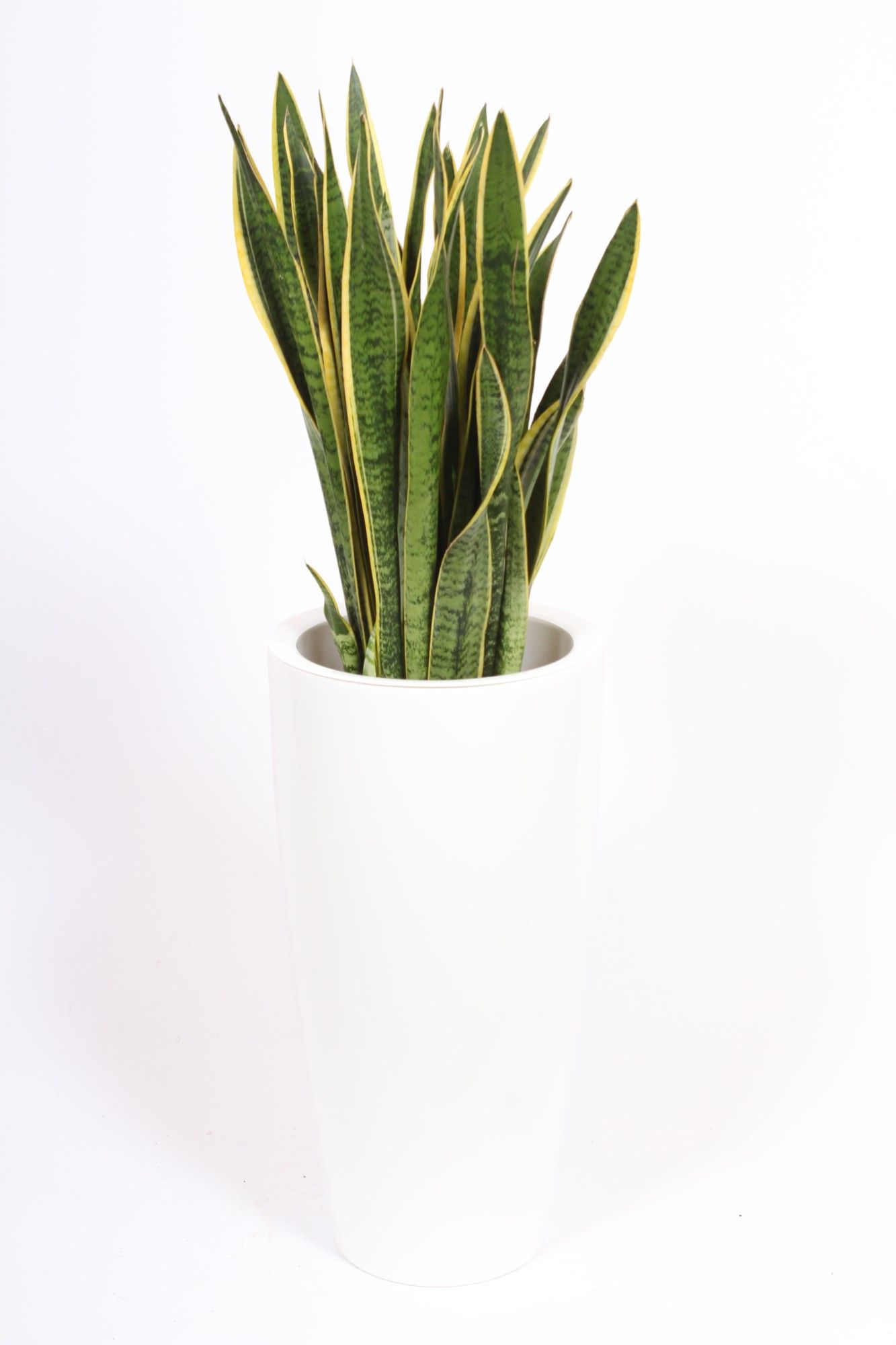 Sansevieria Laurentii in Santorini pot "wit", D 33