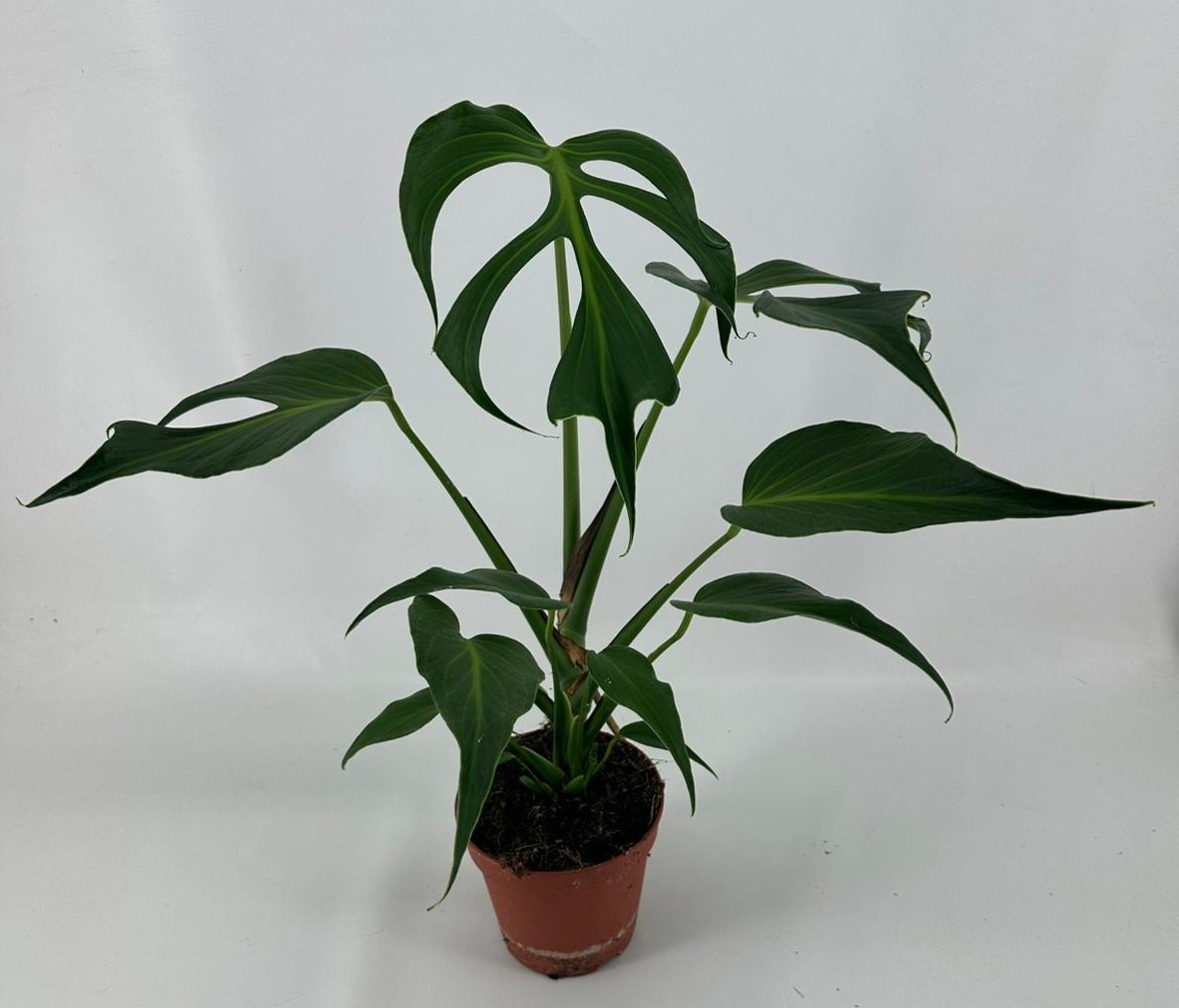 Monstera Burle Marx Flame, D 15
