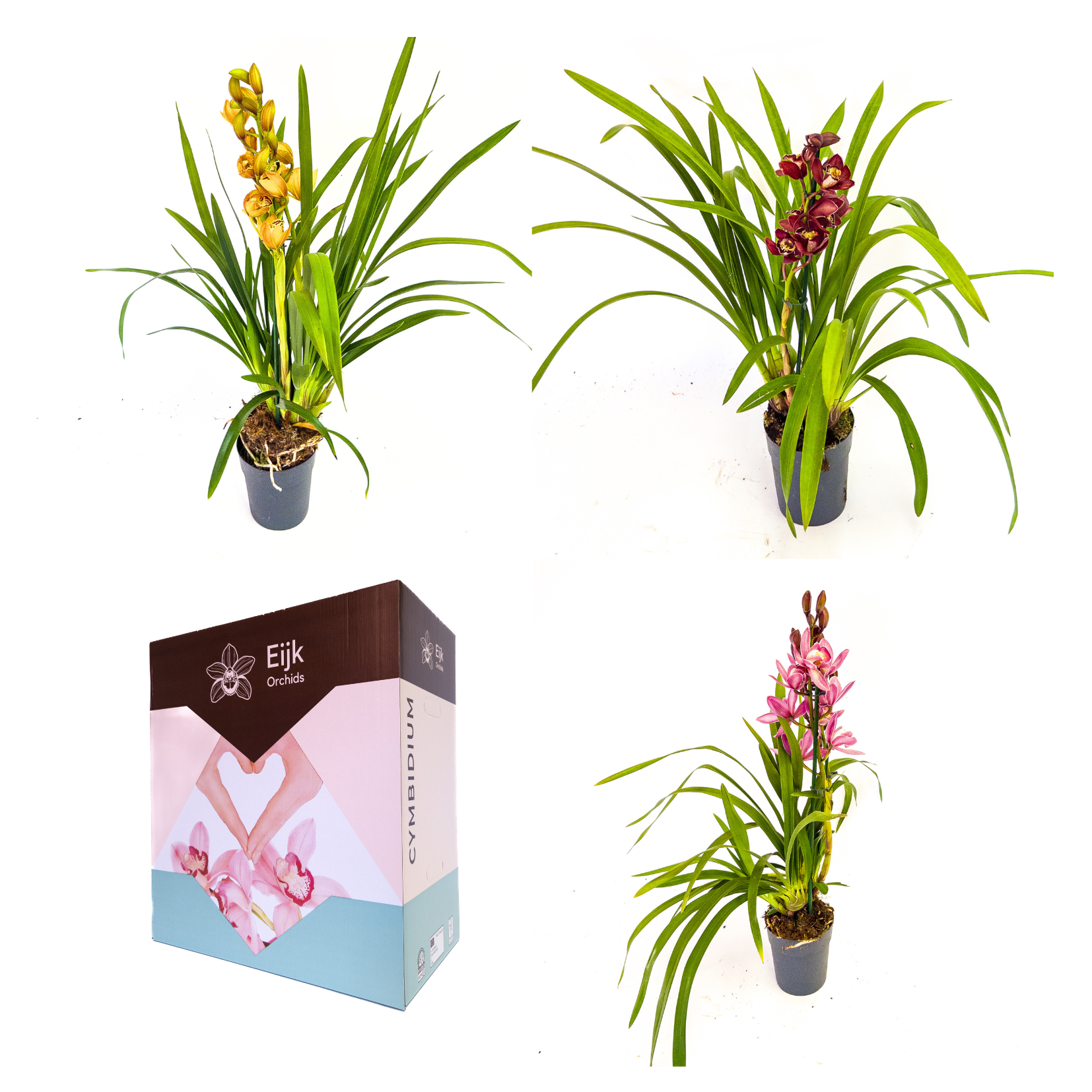 1 tak mix cymbidium, D 14
