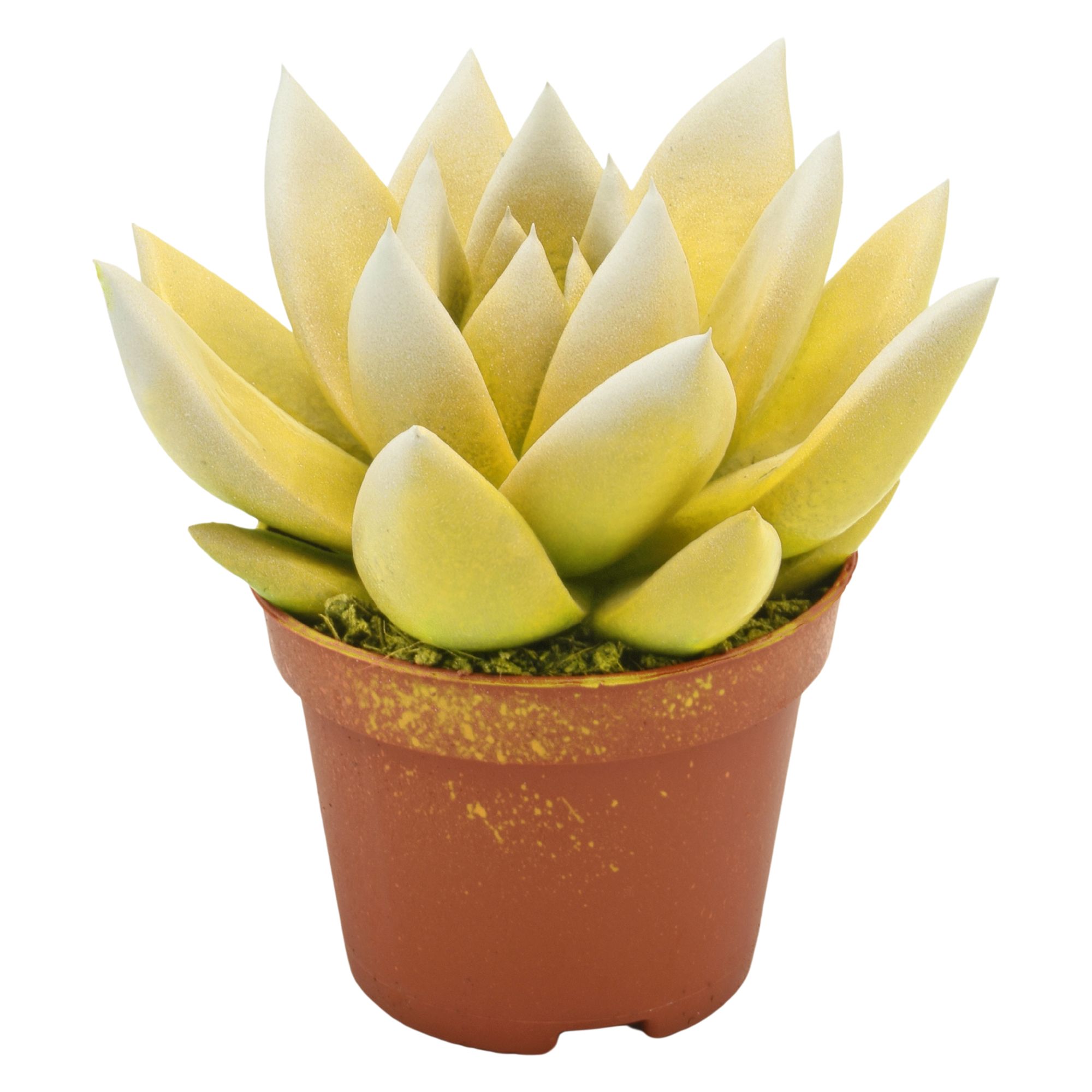 Miranda bicoloured yellow/white, D 6