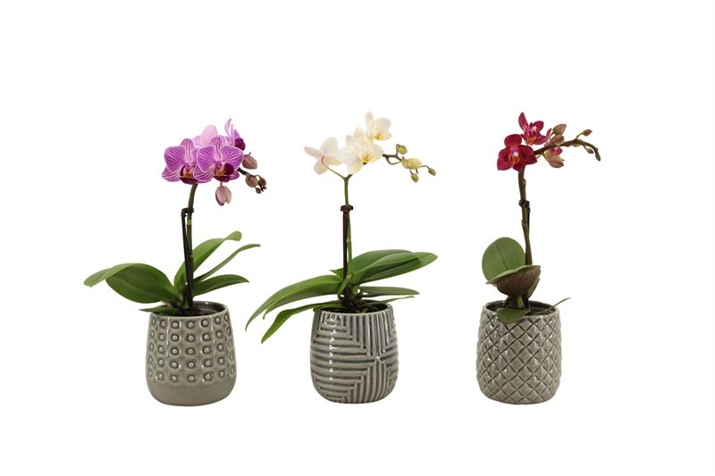 Betonpot p06 James Phal Tiny Dolls mix 1T07+ Aqu@, D 6